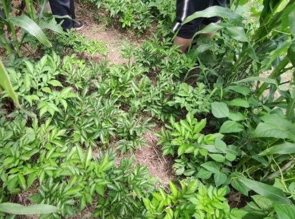 龍潤(rùn)豐（中文）